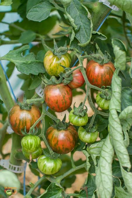 Tomate Violet Jasper