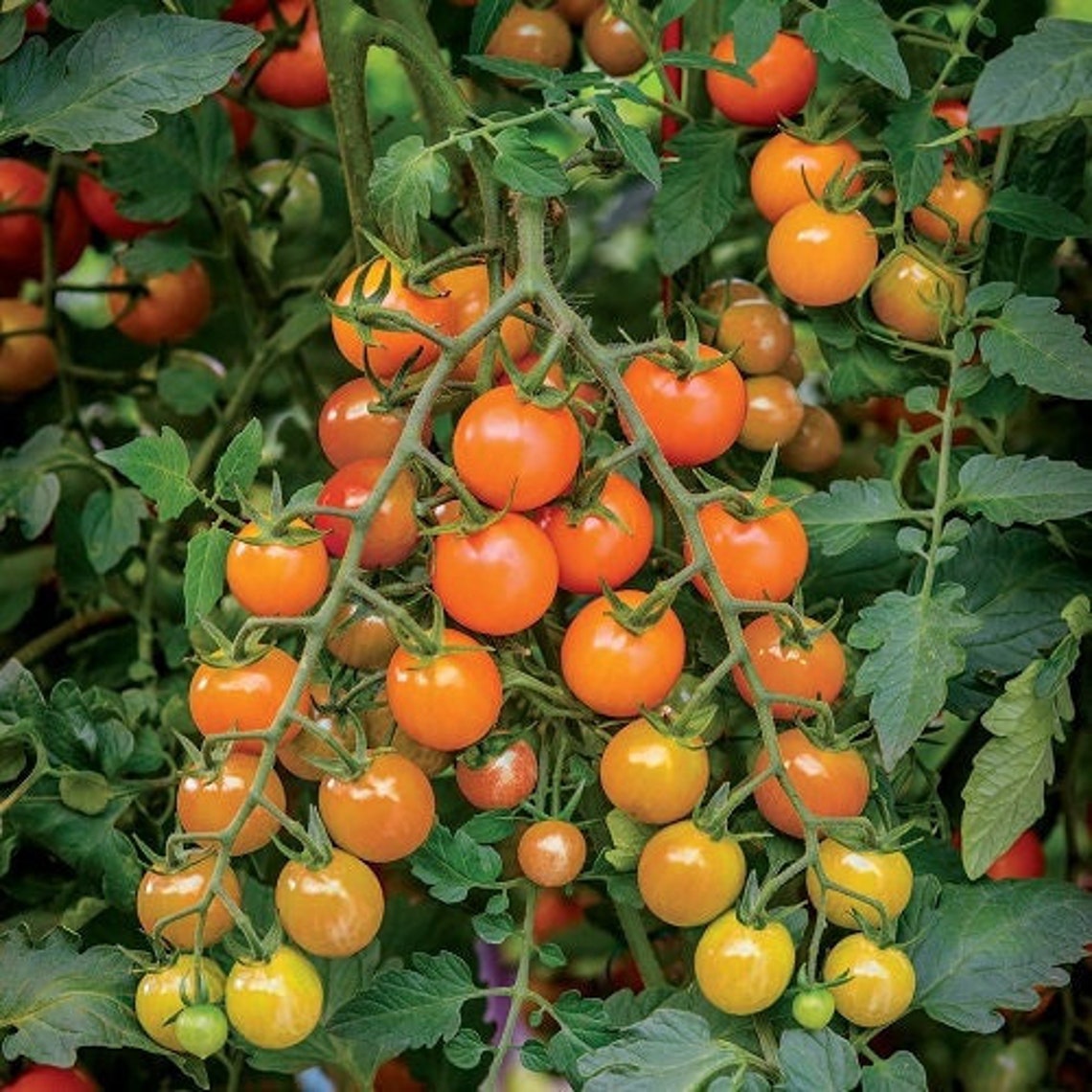Tomate Cherry Naranja