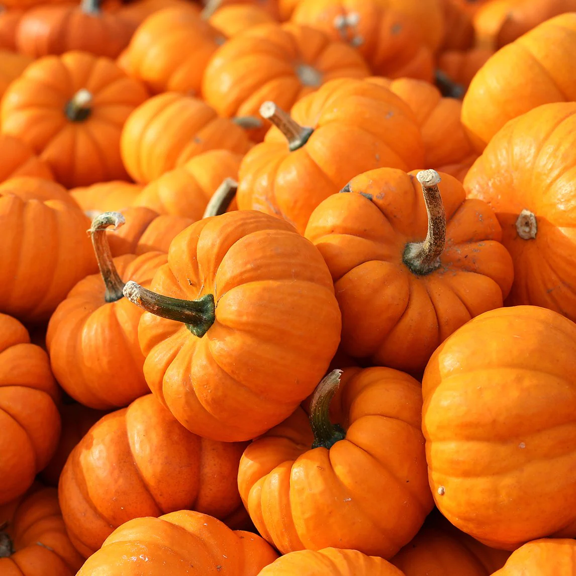Calabaza Jack Be Little