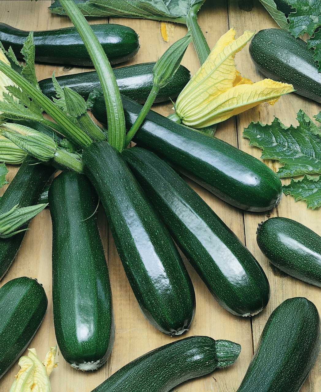 Calabacita Zucchini Verde