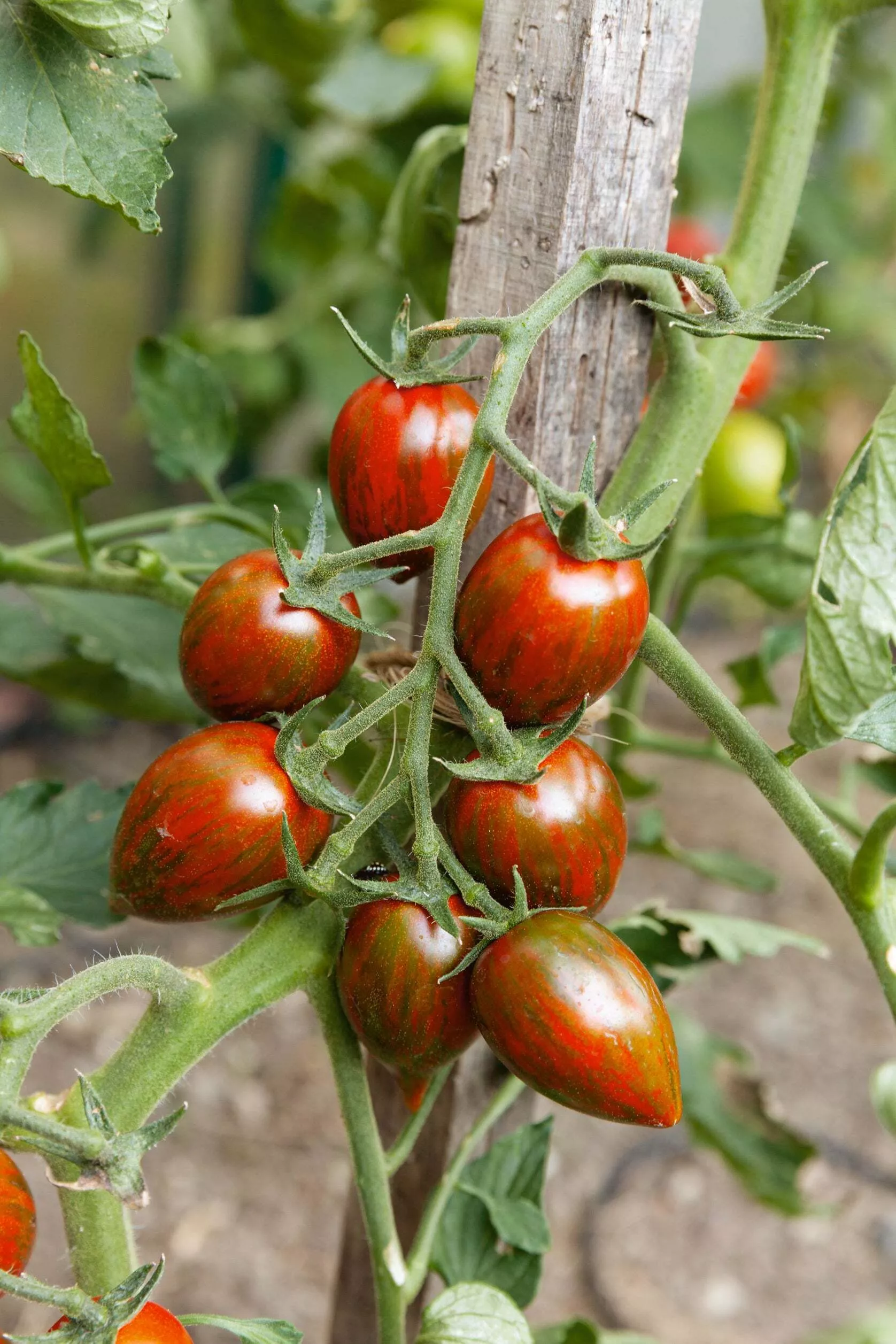 Tomate Cherry Atómico