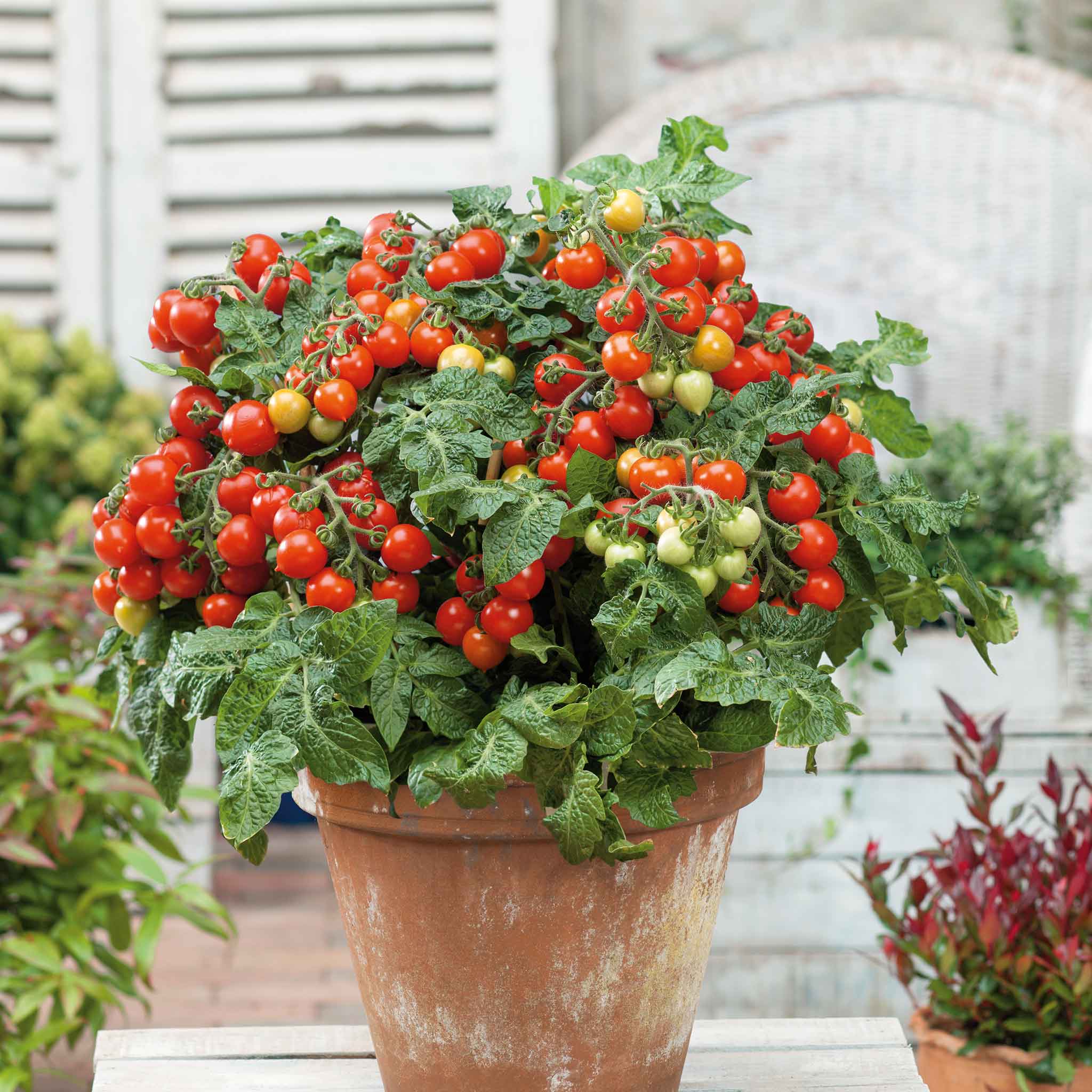 Tomate Tiny Tim