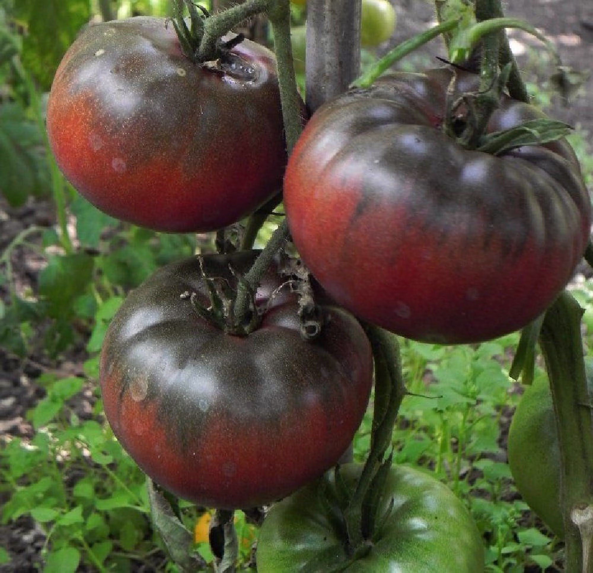 Tomate Black Krim