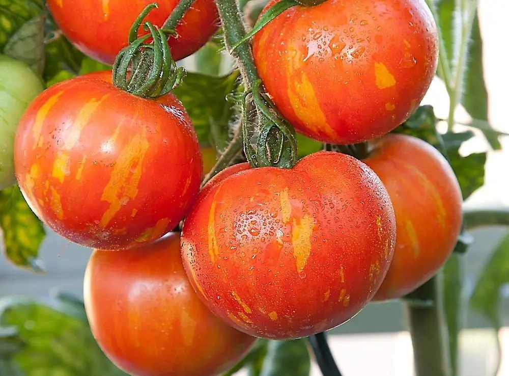 Tomate Tigerella