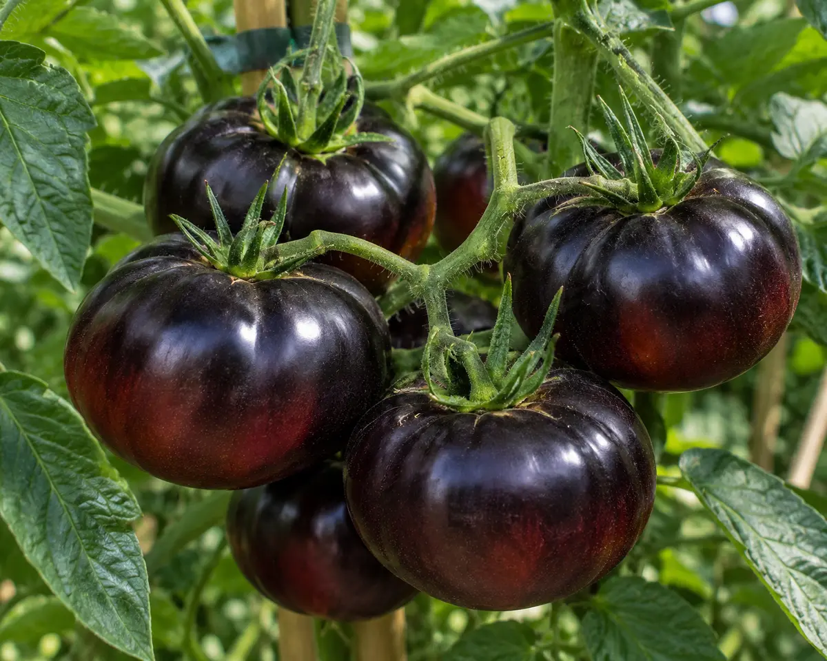 Tomate Black Beauty