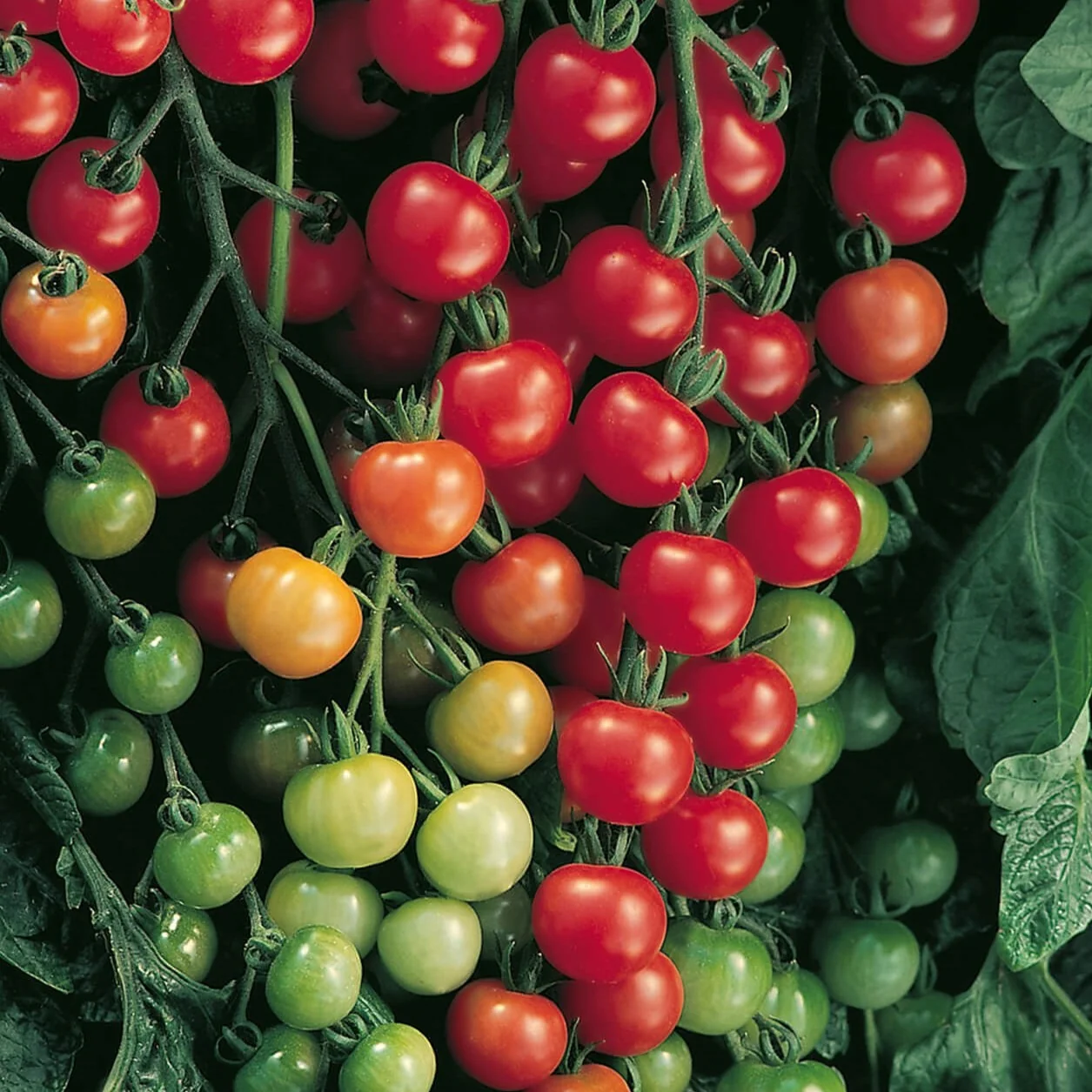 Tomate Cherry Supersweet 100