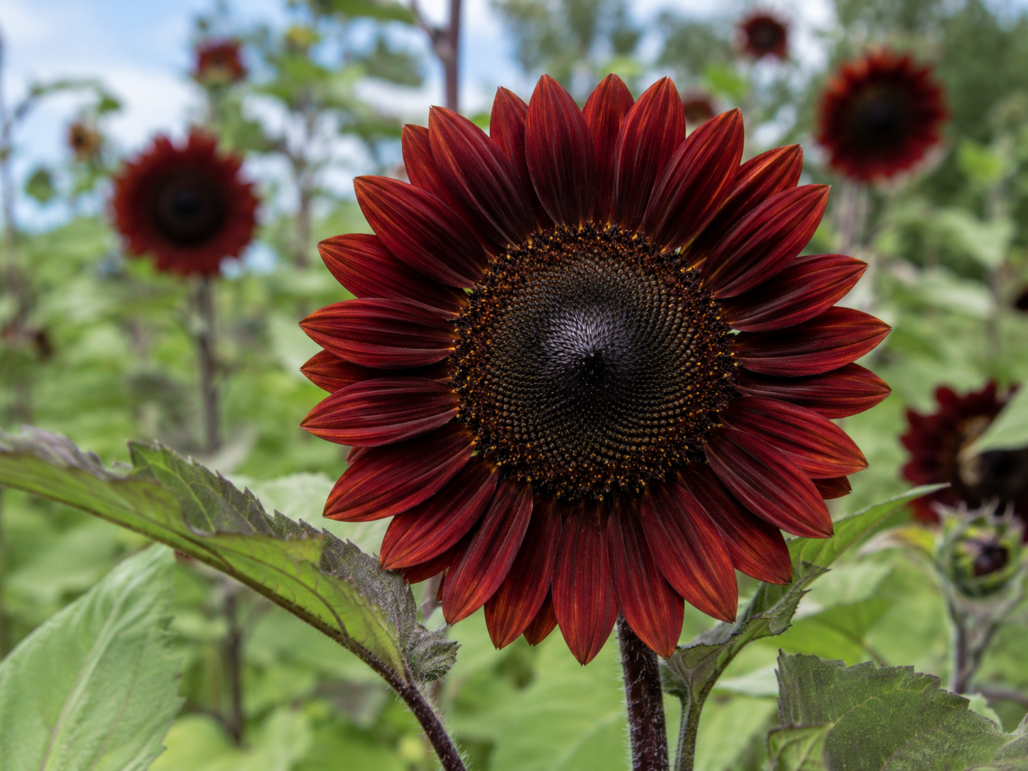 Girasol Chocolate Cherry