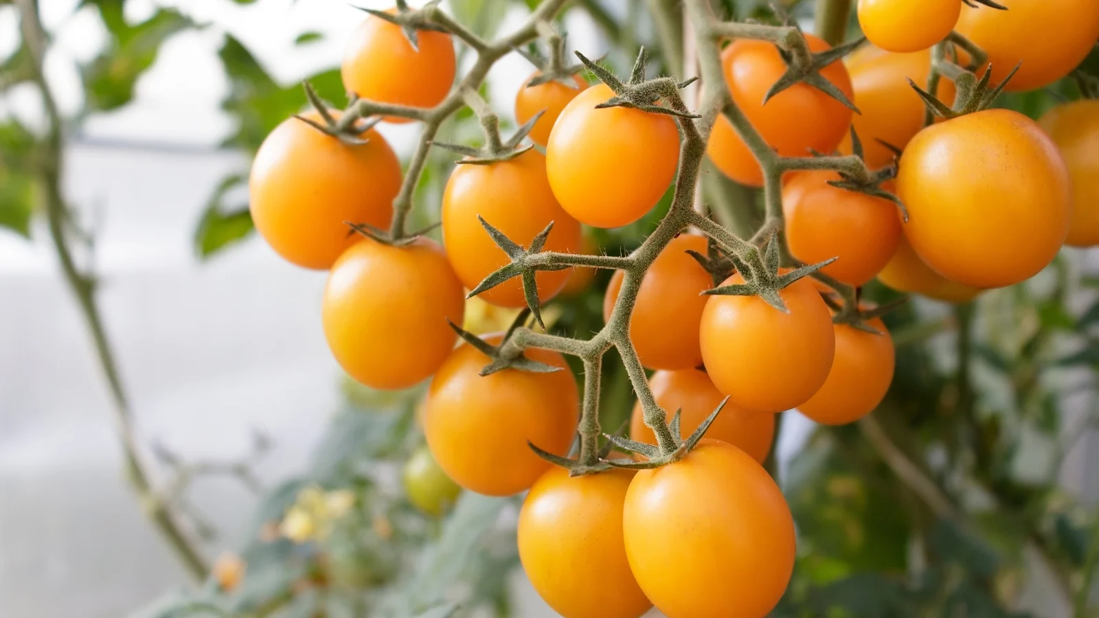 Tomate Cherry Gold