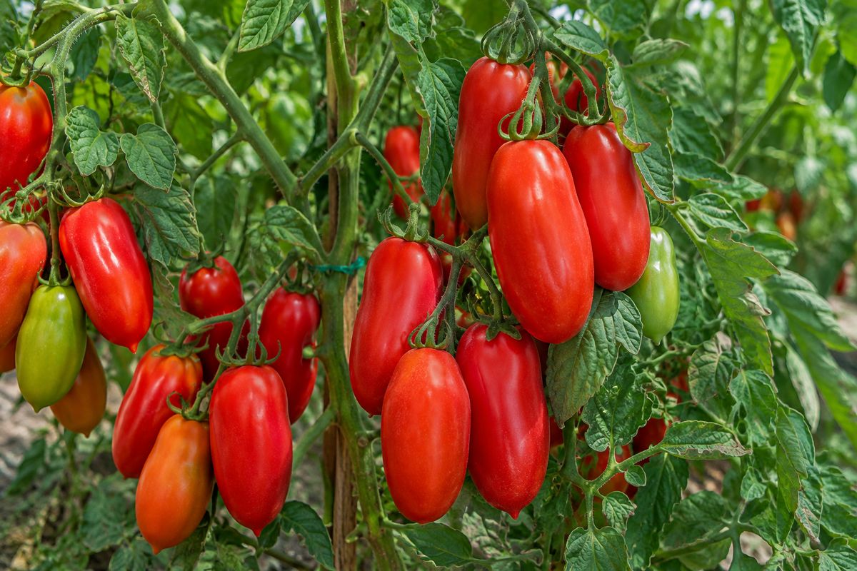 Tomate San Marzano