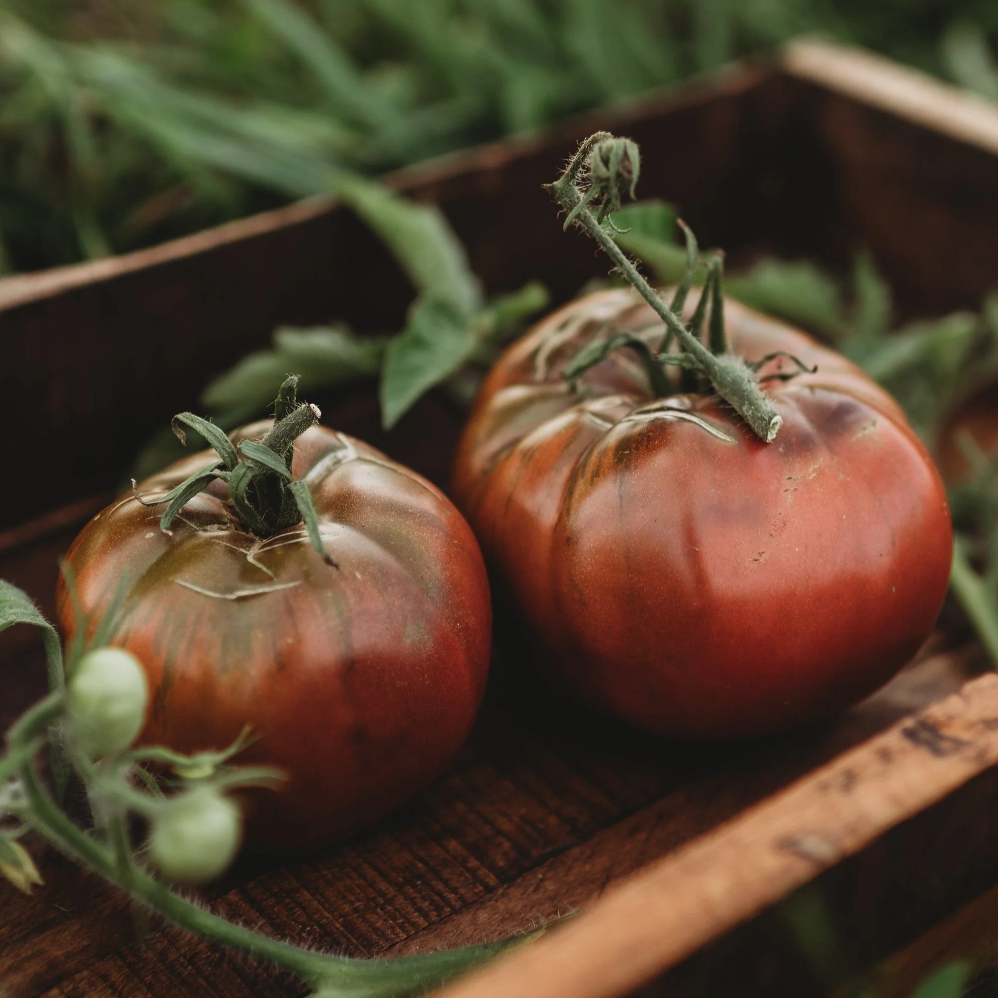Tomate Cherokee Púrpura