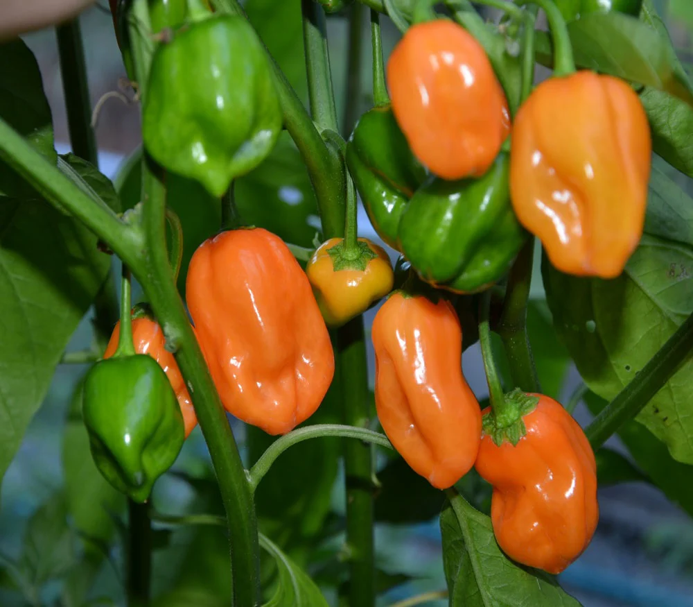 Chile Habanero Naranja