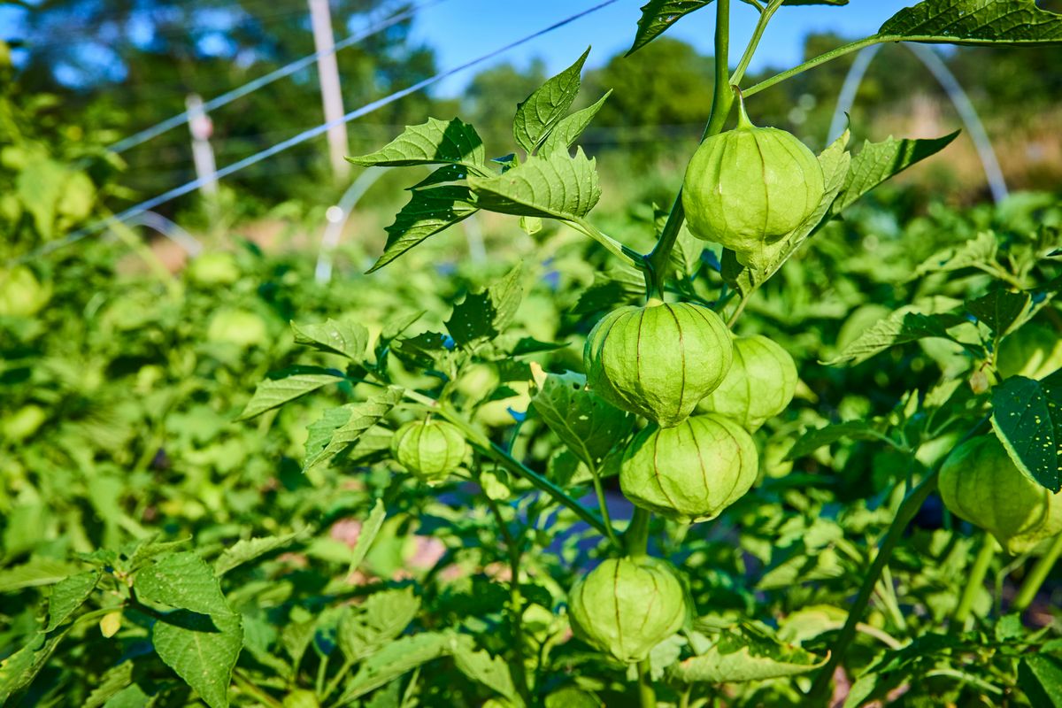 Tomatillo Verde