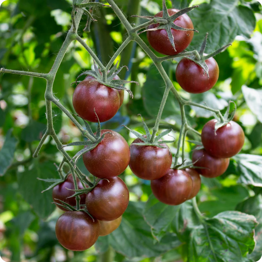 Tomate Black Cherry