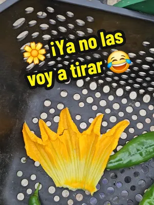 🌼 Ya entendí: ¡la flor de calabaza también se come! 😂 Después de tantos comentarios preguntándome por qué tiraba las flores que uso para hacer polinización manual, decidí hacerles caso. Así que esta
