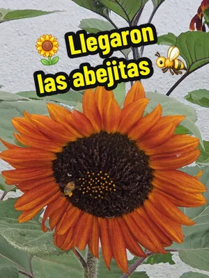 🐝🌻 Mis girasoles Chocolate Cherry ya tienen visitantes. Además de estar preciosos, las abejitas los están aprovechando muchísimo. Me encanta verlas llegar de flor en flor haciendo su trabajo mientra