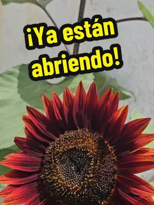 🌻 Los Chocolate Cherry ya están llenándose de flores. Cada vez abren más y lo bonito de esta variedad es que no todas las flores salen exactamente iguales: algunas tienen tonos rojizos y otras llegan