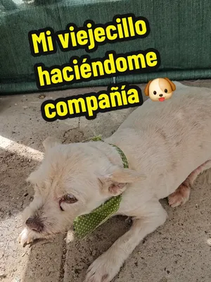 🐶 Hoy me tocó trabajar acompañado de Ruchi. ❤️ Estoy preparando y trasplantando algunas plantitas para el próximo evento y aquí abajo tengo a mi supervisor personal haciéndome compañía. Ruchi ya es u