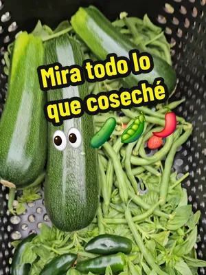 🌱🍅 Hoy tocó día de cosecha en el huerto. A veces la gente piensa que para cosechar necesitas tener un terreno enorme, pero la realidad es que con unas cuantas plantas bien cuidadas puedes llevar com