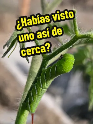 🐛 Hay que admitirlo… está increíble. Los hornworms o gusanos de tomate son terribles para nuestras plantas porque pueden devorar una enorme cantidad de hojas en muy poco tiempo. Pero cuando ves uno a