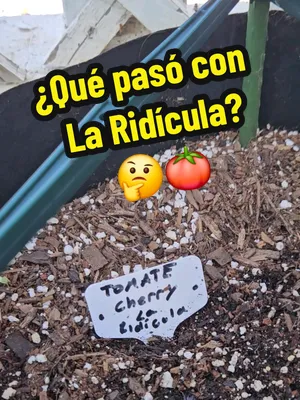 🍅 ¿Se acuerdan de La Ridícula? Pues resulta que de ridícula ya no tiene nada. 😂 Todo comenzó con un esqueje diminuto que estuvo al borde de la muerte y que, contra todo pronóstico, decidió sacar un 