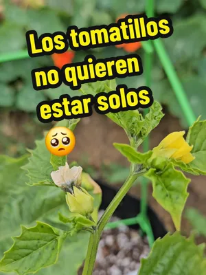 ¿Sabían que los tomatillos prefieren no estar solos? Mucha gente conoce el tomatillo por las salsas verdes, pero pocos saben que estas plantas producen mucho mejor cuando tienen otra planta de tomatil