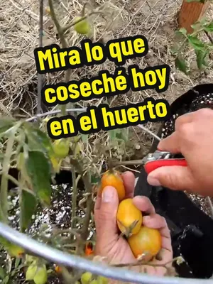 🍅 Nada como salir al huerto y cosechar lo que toca ese día. Hoy tocó llevarnos unos tomatitos, chiles, fresas y hasta una calabacita. Algunas cosas ya estaban listas y otras decidí dejarlas unos días