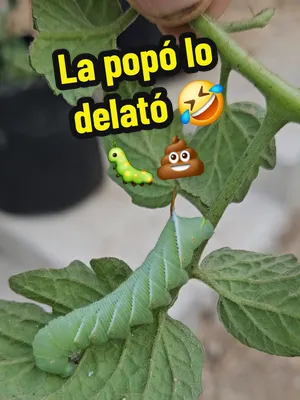 🐛 La popó lo delató. Mientras revisaba mis tomates cherry encontré una de las mejores pistas para saber que hay un gusano de tomate (hornworm) escondido: su popó sobre las hojas. Cuando encuentres es