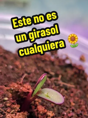 🌻 Estoy bien emocionado porque mis girasoles Chocolate Cherry ya germinaron. Hace apenas 6 días sembré las semillas en unas macetitas dentro del vivero y hoy amanecí con los 4 brotes ya fuera de la t