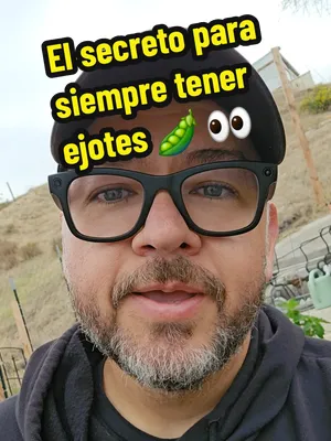 🫛🌱 ¡Ya germinaron los nuevos ejotes! Hace menos de una semana sembré estas semillas y ya prácticamente todas están saliendo de la tierra. Siempre me sorprende lo rápido que crecen. 🙌 La razón por l