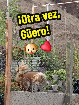🍓 Otra vez, Güero… 😂 ¿Se acuerdan que hace unos días descubrí quién se estaba comiendo mis fresas? Pues parece que el Güero no aprendió absolutamente nada. Lo volví a encontrar directamente en la pl