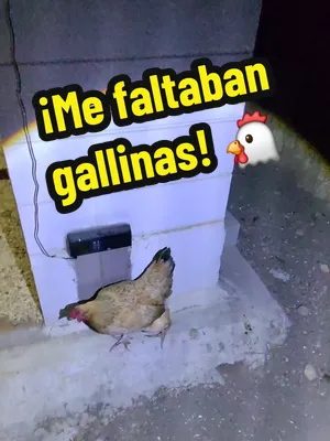 🐔🌙 Ya estaba listo para dormir cuando revisé las cámaras del gallinero... Como todas las noches, hice el conteo para asegurarme de que todas las gordas estuvieran adentro y seguras. Pero algo no cua