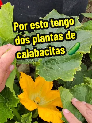 🌼🥒 Una de las razones por las que me gusta tener más de una planta de calabacita en el huerto no es porque necesite dos para producir, sino porque se ayudan entre ellas. Hoy me encontré con dos flor