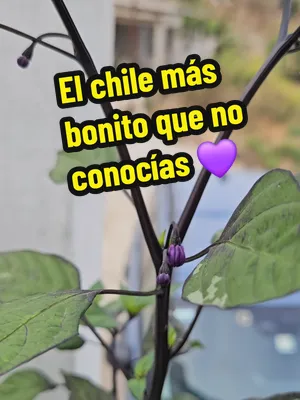 🌶️ Este chile es ornamental… pero también se come. Se llama chile Tigre Morado y es una de las variedades que más me gusta llevar a los eventos. Esta planta la trasplanté hace aproximadamente cinco s