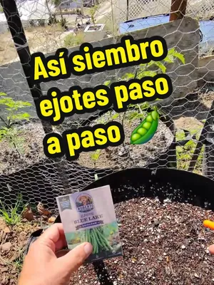 🫛🌱 Hoy toca plantar ejotes en el huerto. Si me siguen desde hace tiempo, ya saben que los ejotes son una de mis plantas favoritas porque producen mucha comida en poco espacio y terminan muy seguido 