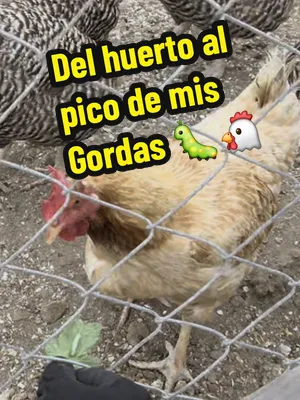🐛 Encontré otro gusano del tomate (hornworm) en una de mis plantas. Mientras revisaba los tomates vi una hoja bastante mordida y, siguiendo el daño, encontré al responsable. Una buena forma de locali