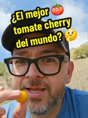 🍅 Tenía muchísimas ganas de probar este tomate. Se llama Sungold y, antes de sembrarlo, estuve investigando bastante porque todo mundo decía lo mismo: que es una de las variedades de tomate cherry má