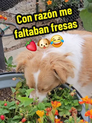 🍓 Ya descubrí quién se está comiendo mis fresas. 😂🐶  Yo preguntándome por qué cada vez encontraba menos fresas listas para cosechar… hasta que agarré al Güero con las manos en la masa. Bueno, con e