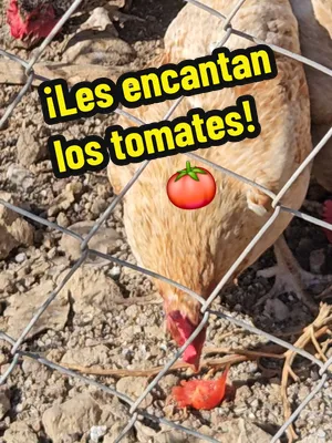 🍅🐔 Aquí no se desperdicia nada. Tenía unos tomates que todavía estaban buenos, pero ya se habían puesto un poquito aguaditos, así que en lugar de tirarlos terminaron en manos… bueno, en picos de Las