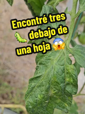 🐛 Así se ven los hornworms cuando apenas empiezan. Revisando mi planta de tomate Big Boy encontré tres gusanos de tomate (hornworms) diminutos escondidos debajo de una sola hoja. El mejor momento par