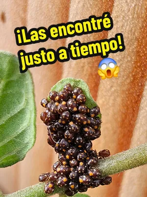🐞 Pensé que eran huevecillos… pero ya habían nacido. Revisando mi tomate Sun Gold encontré decenas de pequeñas ninfas de chinche recién nacidas agrupadas en una rama. Afortunadamente las encontré jus