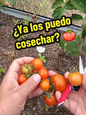 🍅 ¿Sabías que no tienes que esperar a que los tomates estén completamente rojos para cosecharlos? Existe un punto en el proceso de maduración donde el tomate deja de estar verde y empieza a cambiar a