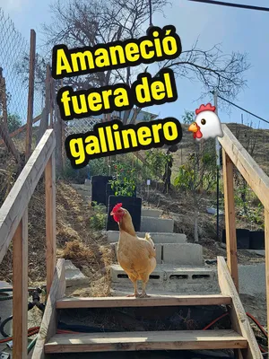 🐔 Amaneció fuera del gallinero… ya traía hambre. 😂 Las Gordas están acostumbradas a desayunar a las 6 de la mañana, pero hoy se me acabó su alimento y tuve que esperar a que abriera el granero para 